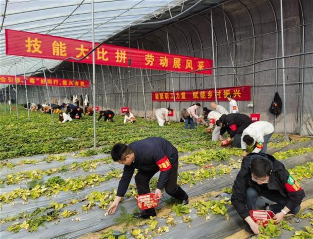 采摘竞技展风采！15vip太阳成集团古天乐参加工会助力乡村振兴“十大行动”工友创业园劳动竞赛